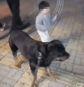 韓国・公園に口輪なしで猛犬放つ…飼い主が逆ギレ「写真を撮るだけ。非常識ではない」