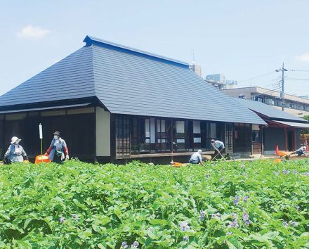 緑広がる街に…管理農園でノウハウ提供　JA東京中央の農福連携