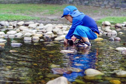 トウモロコシと間違って食べてしまう人も　河川敷に自生する有毒植物の誤食事故に注意喚起