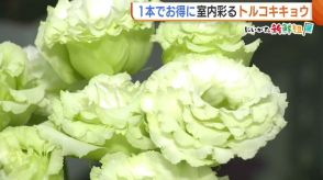 見た目も鮮やか！梅雨時期にオススメ新潟県産“トルコキキョウ”「花の輪数多く色も美しい」
