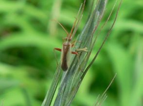 千葉県、斑点米カメムシ大量発生　2年連続で注意報発令　米の品質低下懸念