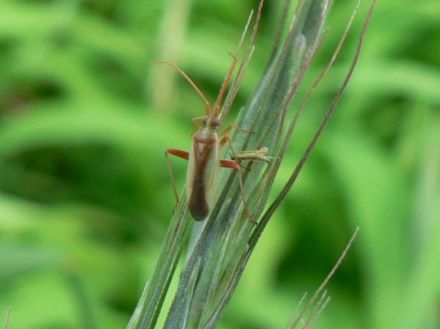 千葉県、斑点米カメムシ大量発生　2年連続で注意報発令　米の品質低下懸念