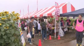 境町のヒマワリ畑が見頃　フェスタ開催　群馬・伊勢崎市