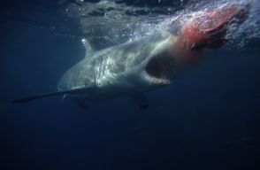 【迫力映像】大量の「人工血液」でサメを誘きよせた結果が話題に