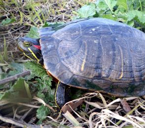 ミドリガメ…ノロマと侮ることなかれ　野生化し増殖、生態系に影響