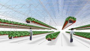 茨城・稲敷でイチゴ大規模栽培へ　ファーマインド　来年11月から出荷　希少品種を効率的に