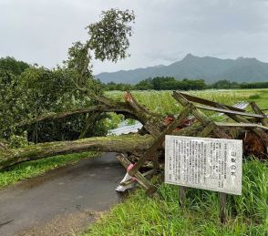 「すごいショック」樹齢250年超の大木倒れる　野辺山高原のシンボル、ドラマやCMにも使われた人気スポット