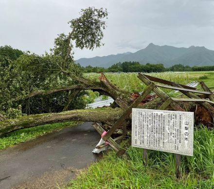 「すごいショック」樹齢250年超の大木倒れる　野辺山高原のシンボル、ドラマやCMにも使われた人気スポット