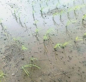 ジャンボタニシ多発傾向　暖冬の影響で平年3倍超　米産地は対策強化