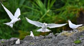 渡り鳥アジサシ、繁殖順調　鳥獣保護区の屋我地島の岩礁　「地元の宝として守れるようにしたい」沖縄・名護市