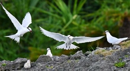 渡り鳥アジサシ、繁殖順調　鳥獣保護区の屋我地島の岩礁　「地元の宝として守れるようにしたい」沖縄・名護市