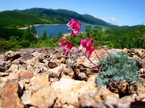 夏の稜線!　風に揺られる高山植物の女王「コマクサ」に出会えるトレイル3選