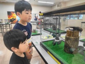 国内外のカブトムシやクワガタを観察　大淀川学習館で企画展