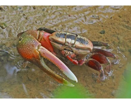 シンボルのシオマネキ激減　和歌山県田辺市の内之浦干潟