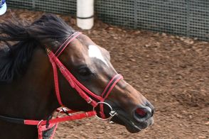 エコロヴァルツはセントライト記念での復帰を視野に調整【次走報】