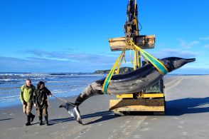 「世界で最も珍しい」クジラ、NZの海岸に打ち上げ