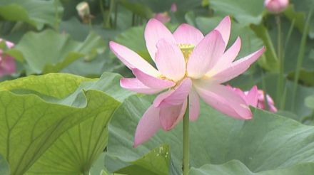 「癒しの空間を楽しんでいただけたら」古代の花、大賀ハスが見頃　山梨