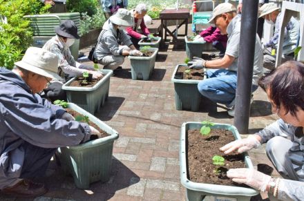 「グリーンカーテンは本当に効果がある」　京都府長岡京市でゴーヤー栽培講習会