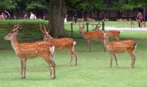 「奈良のシカ」1325頭　奈良公園内、2023年比92頭増加　今年生まれた子鹿は214頭