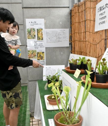 虫をおぼれさせたり、つかまえたりして栄養にする食虫植物　三段池植物園で75種類