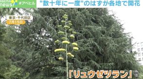 「幻の花」が各地で開花！ 数十年に一度しか咲かないのになぜ？ 専門家に聞いた