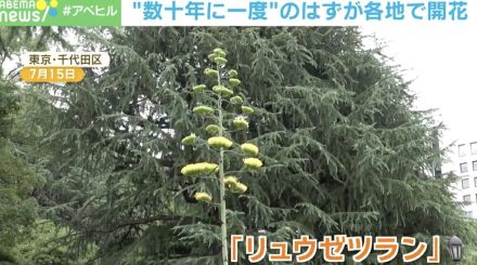 「幻の花」が各地で開花！ 数十年に一度しか咲かないのになぜ？ 専門家に聞いた