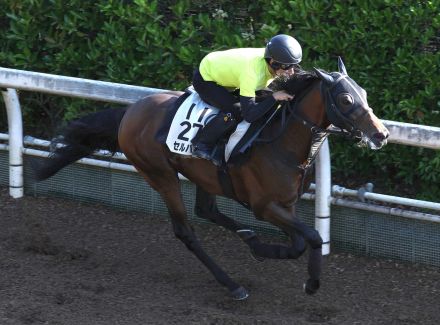 セルバーグ得意の夏場で連覇目指す　鈴木孝師「千八の方が行きやすい」／中京記念