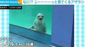 「えっ、なんですか!?」 アザラシが飼育員に向ける真剣な眼差しに「何か言いたそう」「ロックオンされてる」と反響