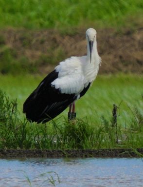 コウノトリのヒナ「かれん」と命名　名無しの母鳥は「つむぎ」に