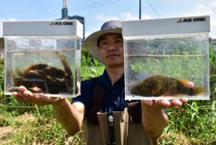 大淀川４支流で初確認　コウライオヤニラミ生息域、宮崎県調査