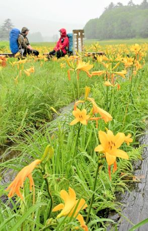 尾瀬、夏色に　ニッコウキスゲ見頃　福島県檜枝岐村の大江湿原