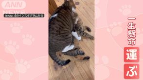 「重たいニャン」ネコがネコを運ぶ！　運ばれるネコは“されるがまま”どんな気持ち？