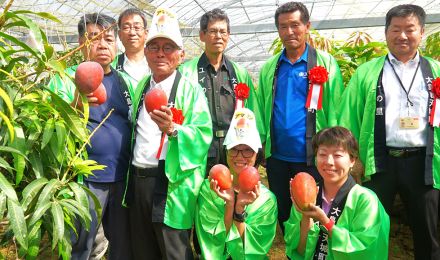 鹿児島県　夏本番へ「天城町マンゴー」発進　大幅減産も品質良好　実質出荷進捗は約6割か