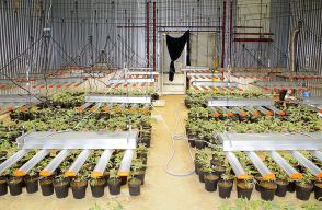 大麻草栽培疑い、2千本押収　3県警、ベトナム国籍6人再逮捕