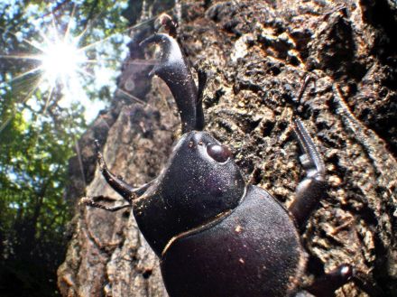 人気の昆虫大集合「ムシムシワンダーランド」　福島市・こむこむで20日開幕