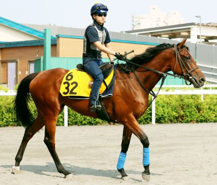 【しらかばＳ】仕上がり上々のコムストックロードが三度波乱を巻き起こす　武藤雅騎手「中身も息も良さそうだった」