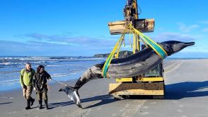 「世界一希少なクジラ」か　ＮＺの海岸で死骸発見