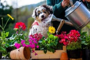 【もうすぐ夏本番】植物を枯らさない夏ガーデンのコツ＆暑さに強い植物《おすすめ7選》