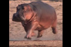 カバは高速で移動すると「宙に浮く」、研究結果