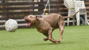 80歳男性に“最強の闘犬”ピットブル散歩させる…高校生が噛まれ大ケガで飼い主に有罪判決 被害者「飼育の制限を」