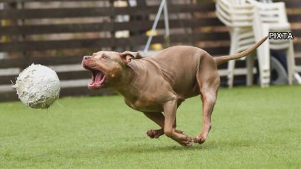 80歳男性に“最強の闘犬”ピットブル散歩させる…高校生が噛まれ大ケガで飼い主に有罪判決 被害者「飼育の制限を」