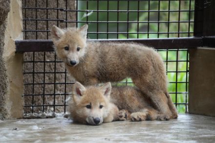 ホッキョクオオカミの赤ちゃん1頭死ぬ　絶滅危惧種　那須どうぶつ王国