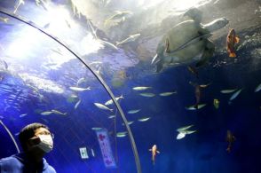 カメ吉、実はメスだった　水族館の人気者　「名前も含めて心のよりどころ」である理由