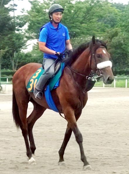 【ＰＯＧ】超良血馬アロンズロッドが豪華併せ馬でＷコース初時計マーク　国枝調教師「特に注文をつけるところはない」