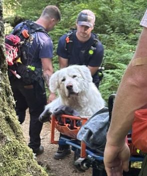 体重73キロの犬が足を負傷しオレゴン州の山中で立ち往生…ストレッチャーで運んだ地元消防に称賛の声