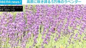 ゲレンデに漂う爽やかな香り 5万株のラベンダーが見頃 群馬・沼田市