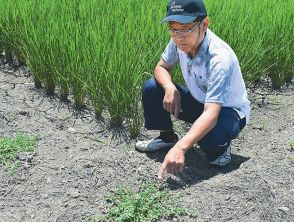 水田のカメムシ対策　畦畔にハーブ植える　埼玉で実証試験