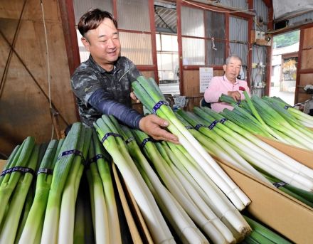 「天栄長ネギ」甘～い　出荷最盛期　福島県天栄村