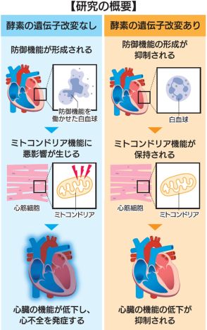 心不全の一因解明　白血球の防御機能で発症　福島医大発表　新薬開発の一歩に