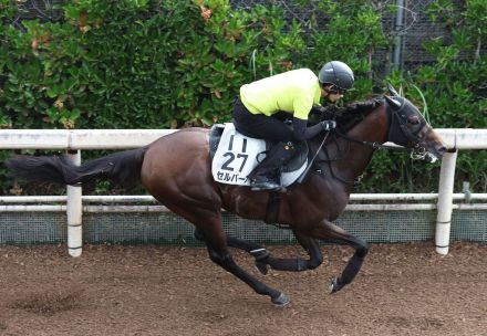 【中京記念】セルバーグ、連覇へ折り合いピタリ好気配　鈴木孝師「状態は引き続きいい」